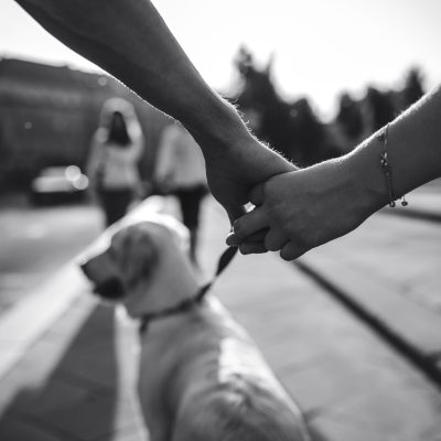 Hands of couple that holding dog