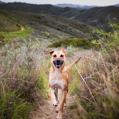 A shallow focus shot of a dog running on the pathway with a blurred background